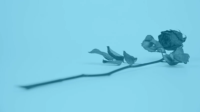 KOEL Summerschool - Forensische geneeskunde (online)